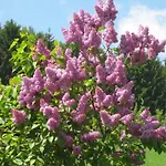 Ubytování v soukromí Gaestehaus Huber